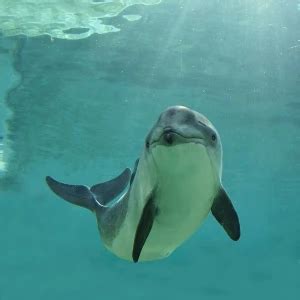 Harbour Porpoise - Facts, Diet, Habitat & Pictures on Animalia.bio