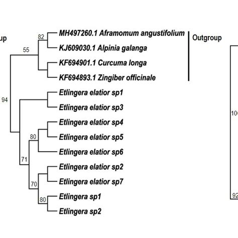 A Strict Consensus Tree From Maximum Parsimony Analysis Based On Its