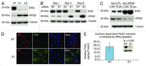 ERG Regulates HpGD Expression And PGe 2 In VCap Cells A VCap Cells