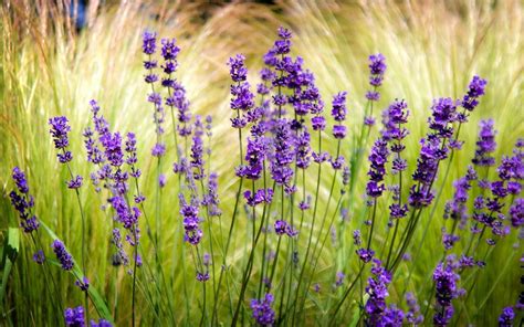 4K Lavender Wallpapers High Quality | Download Free