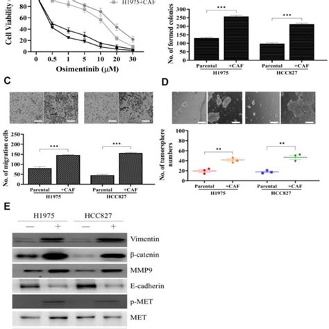 Osimertinib Resistant Cells Promoted Caf Transformation A Expression