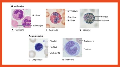 Hematology Lecture Youtube