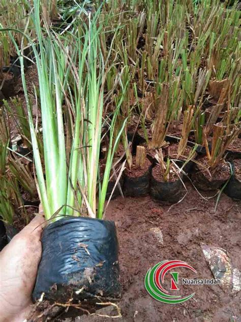 Jual Rumput Vetiver Bibit Akar Wangi Harga Distributor Terbaru Murah