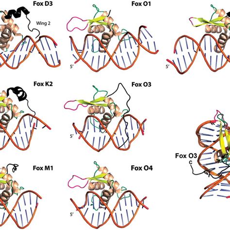 Dna Binding Properties Of Foxm Dbd As Measured By Fluorescence