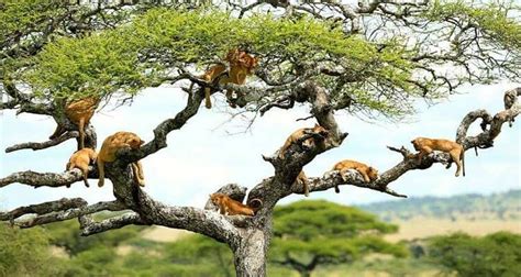 2 Days Tree Climbing Lions Adventure - uganda safaris , uganda tours