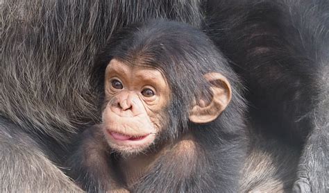 Chimpanzee Tracking In Kibale Forest National Park Uganda Adventure