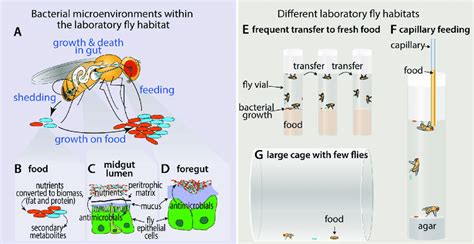 A Microbe S Perspective On The Laboratory Fly A In The Laboratory