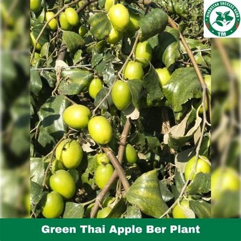 Full Sun Exposure Green Thai Apple Ber Plant For Garden At Rs 12 Plant