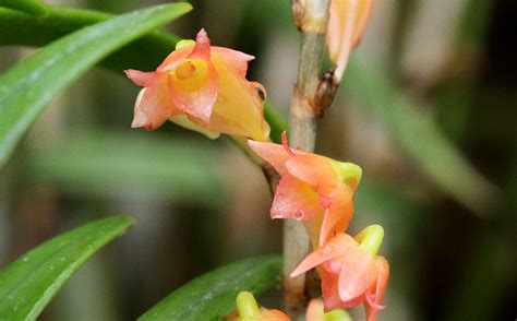 Dendrobium Faciferum