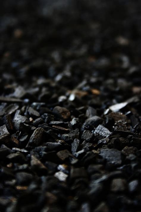 Why Is Activated Charcoal For Terrarium Necessary? - VivariumTips