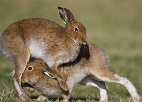 Category: Irish-hare - Wildedges