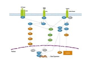 Receptors types | PPT