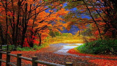 Free Fall Colors Background Photos, [100+] Fall Colors Background for ...