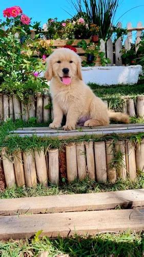 Golden Retriever Macho Fêmea Filhote Parcelamento sem juros