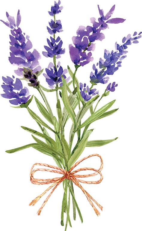 Ramo De Flores De Lavanda Ilustraci N Acuarela Vector En Vecteezy