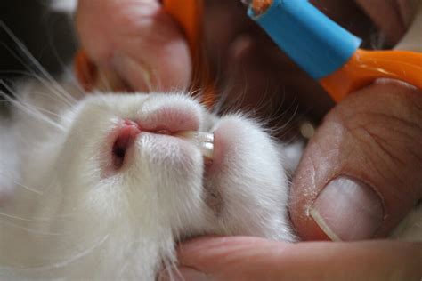 Teeth Uk National Angora Rabbit Club