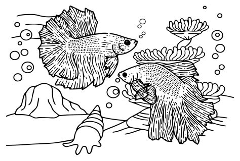 27 Betta Fish Coloring Pages