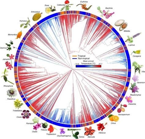 Major Group Of Flowering Plants Is Evolving Twice As Quickly In