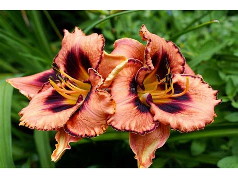 Хемерокалис /HEMEROCALLIS AWESOME BLOSSOM/ 1 бр | Хемерокалиси ...