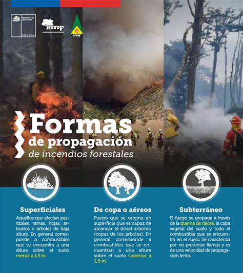 Conaf Corporación Nacional Forestal On Twitter 👉sabías Qué Los