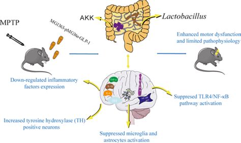 Neuroprotective Effects Of An Engineered Commensal Bacterium In The