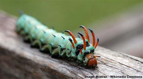 Florida Caterpillars A Visual Identification Guide