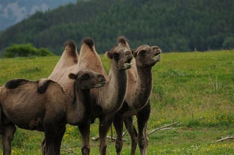 Exploring Highland Wildlife Park, Scotland - Our Complete Guide