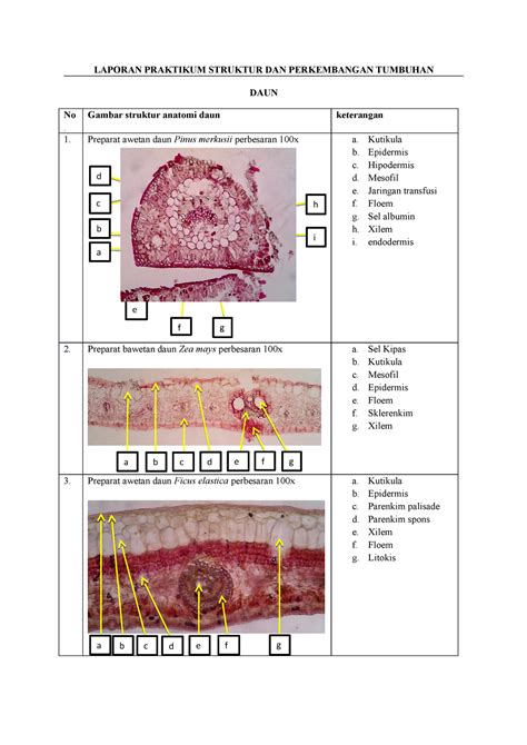Laporan Praktikum Daun Laporan Praktikum Struktur Dan Perkembangan