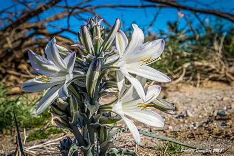 Discover the Beauty of the Desert Lily - DesertUSA Blogs