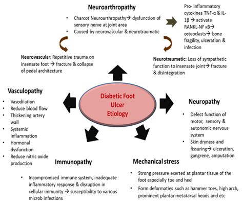 Pathophysiology Of Diabetic Foot Ulcer