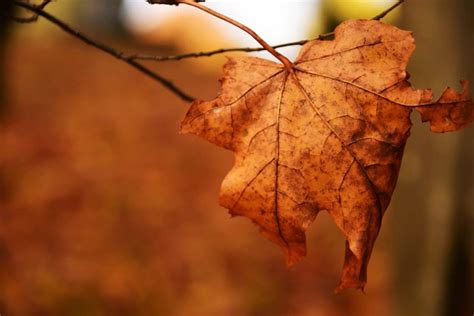 Kostenlose Bild Baum Natur Herbst Pflanze Blatt Laub