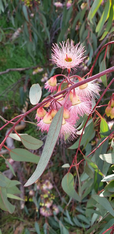 Eucalyptus flowers blooming in February, near the lagoon at UC Santa ...