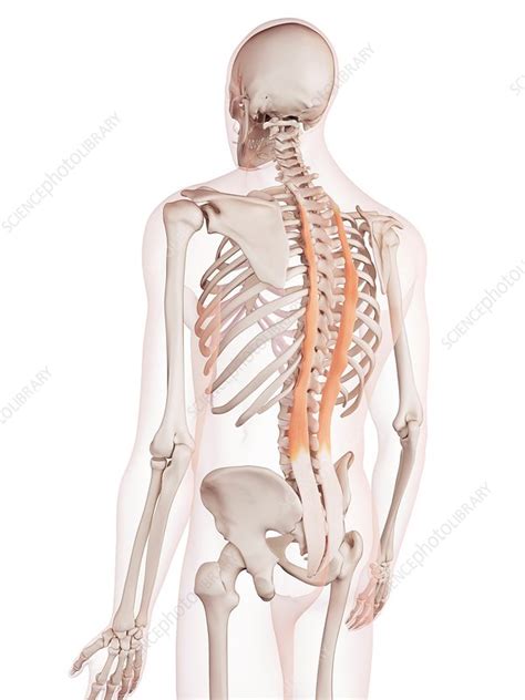 Human neck muscles - Stock Image - F015/8457 - Science Photo Library