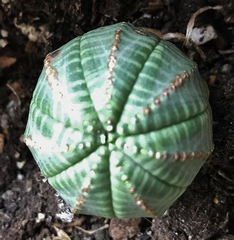 Photo Of The Entire Plant Of Baseball Plant Euphorbia Obesa Posted By