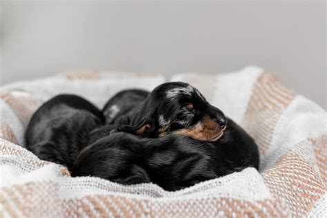 Video of Newborn Dachshund Puppies Makes Us Believe in Love at First ...