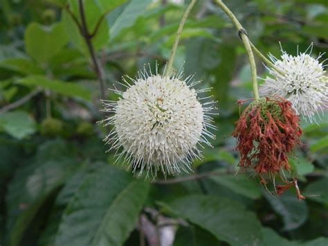 Flowers of Cephalanthus Occidentalis | Nature Photo Gallery