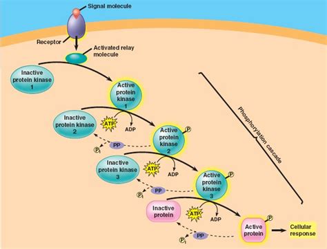 Phosphorylationcascadehtml 1108phosphorylatcascade