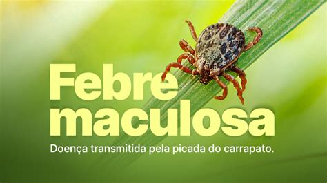 Sc Tem Casos De Febre Maculosa Entenda Como Se Prevenir