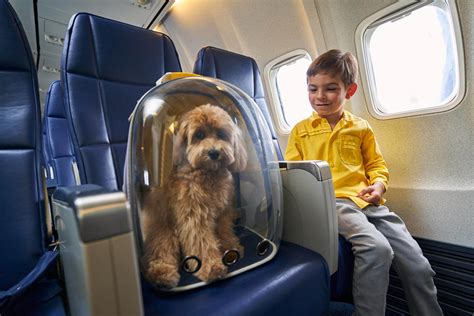 Flying With Dogs: Our Top Tips For A Stress-Free Flight