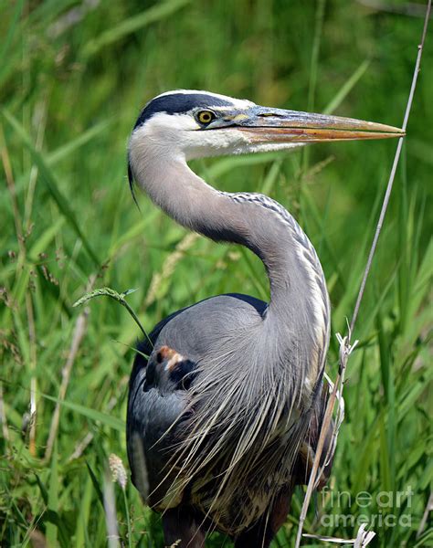 Great Blue Heron Close-up Photograph by Denise Bruchman - Fine Art America