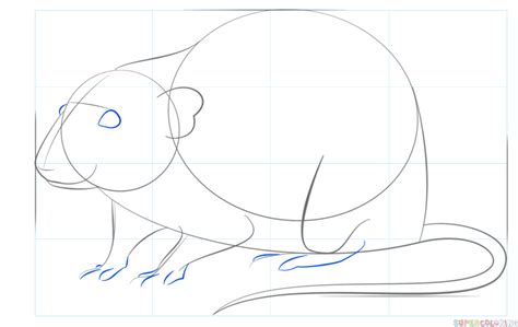 How to draw a rat | Step by step Drawing tutorials