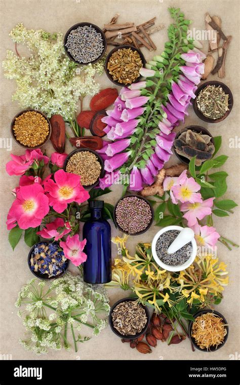 Natural Herb And Flower Collection Used In Alternative Herbal Medicine