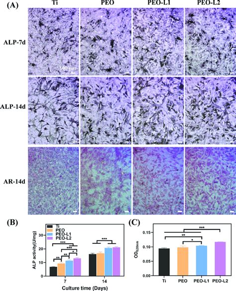 Representative Alp Staining And Ars Staining Images Of Rbmscs Cultured