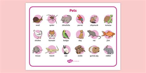 Pets Word Mat - Children's Teaching Resource - Twinkl