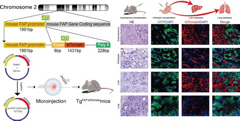 【publications】a Novel Tdtomato Transgenic Mouse Model To Visualize Fap‐positive Cancer