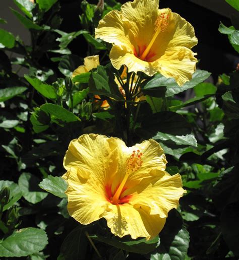 Free photo: Yellow Hibiscus Fower - Bloom, Blossom, Flower - Free Download - Jooinn