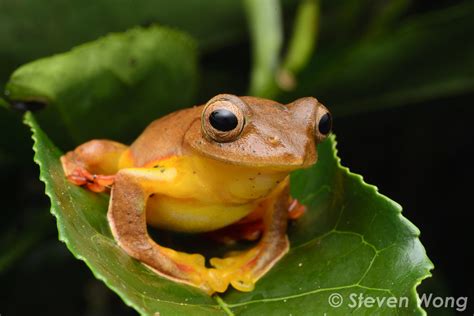 Twin Spotted Flying Frog Rhacophorus Bipunctatus Flickr