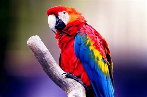 Feathered Friends - 21 Types Of Parrots To Keep And Love - Animal Corner