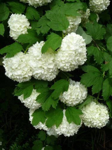 Viburnum Opulus Roseum Sterile In 5l Pot Snowball Tree 80 90cm Tall Ebay