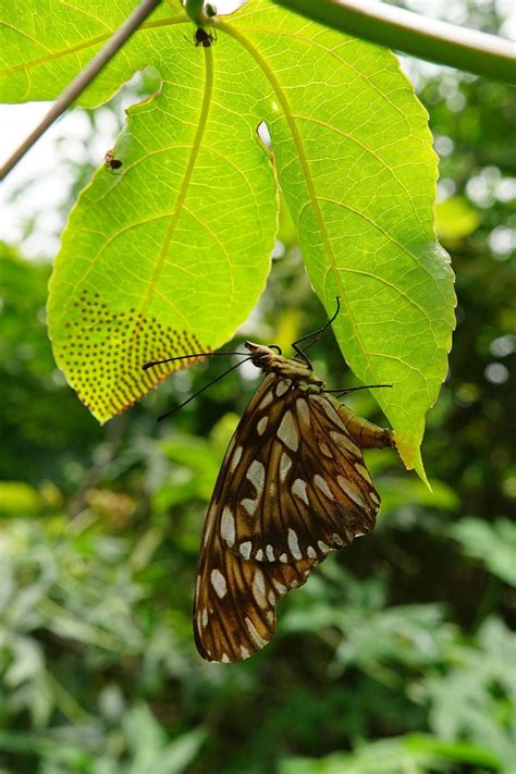 What makes a good butterfly habitat? - buy-butterflies.com